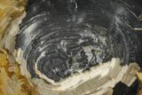 Miocene Petrified Wood Round - Indonesia #144257-1